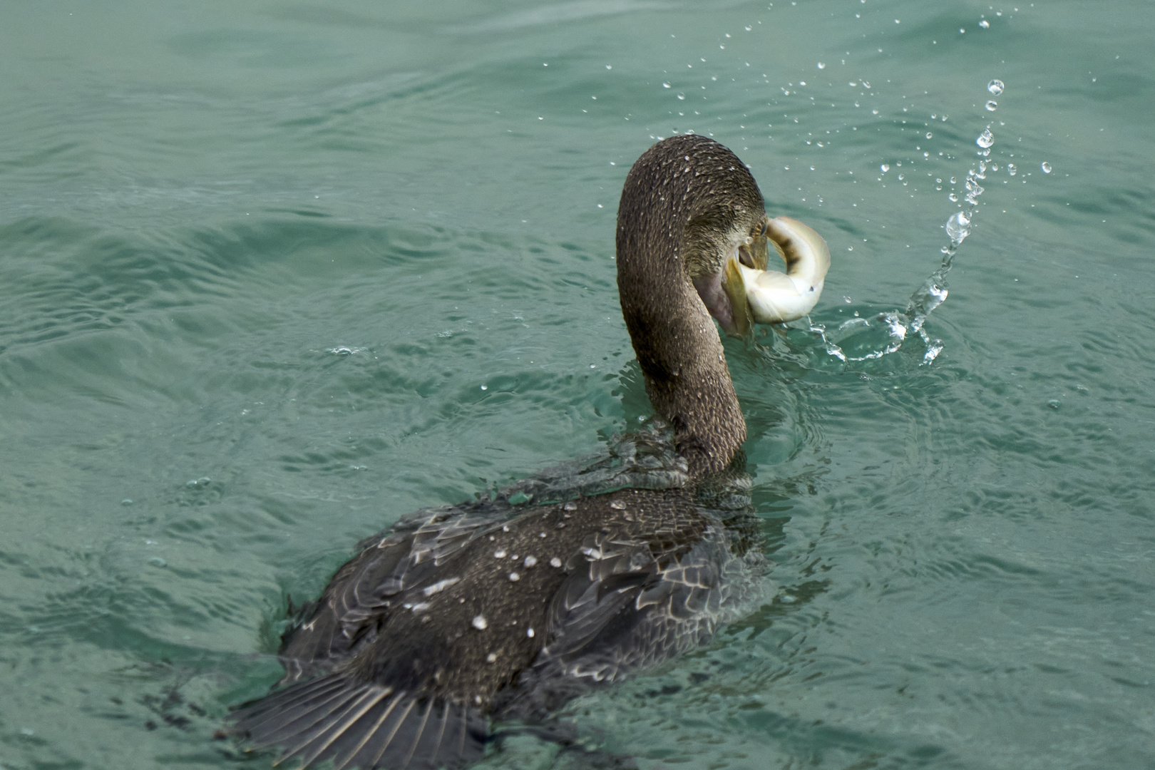 Cormorant Fishing Way (4)