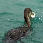 Cormorant Fishing Way (4)