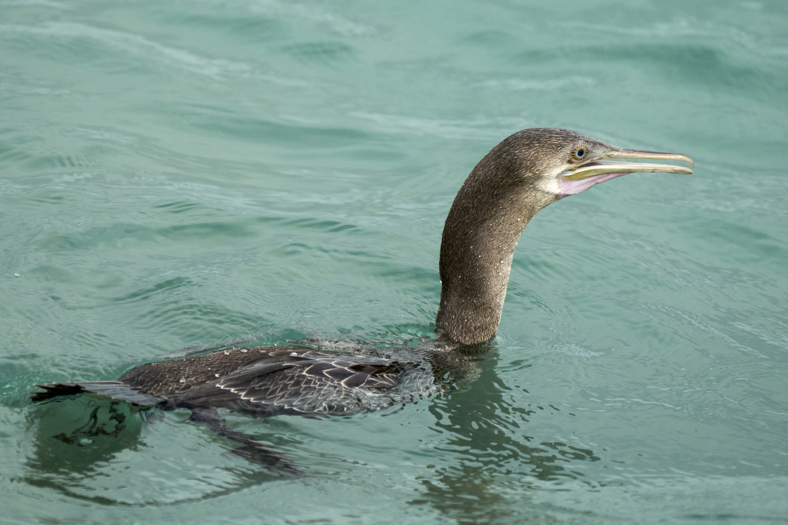 Cormorant Fishing Way (6)