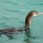 Cormorant Fishing Way (6)