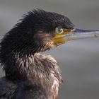 Cormorant headshot