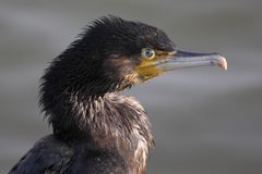 Cormorant headshot