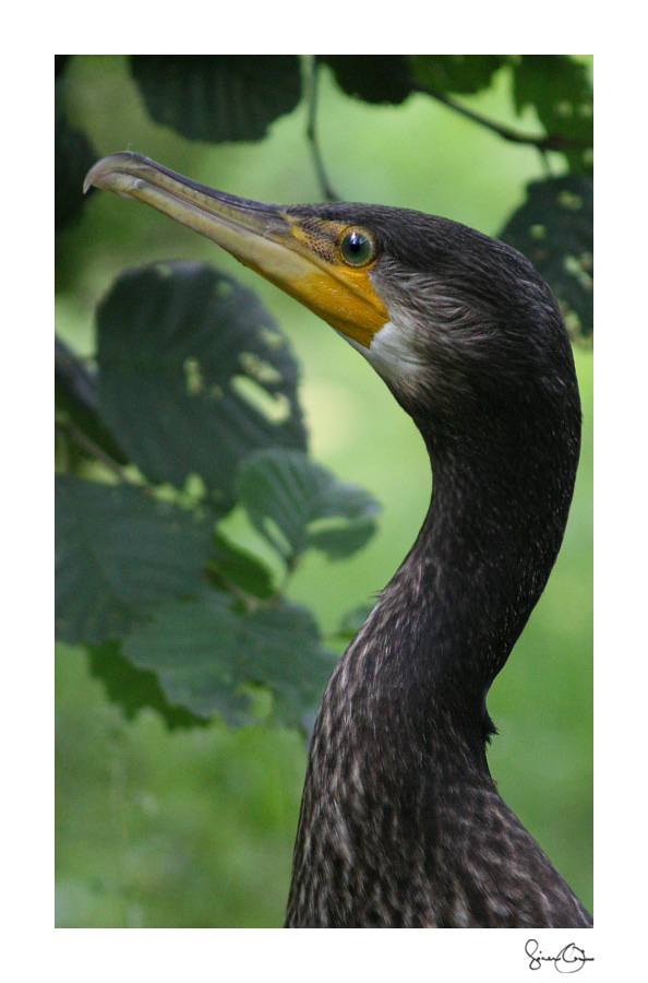 Cormorant II