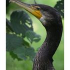 Cormorant II