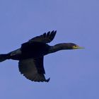 Cormorant in flight