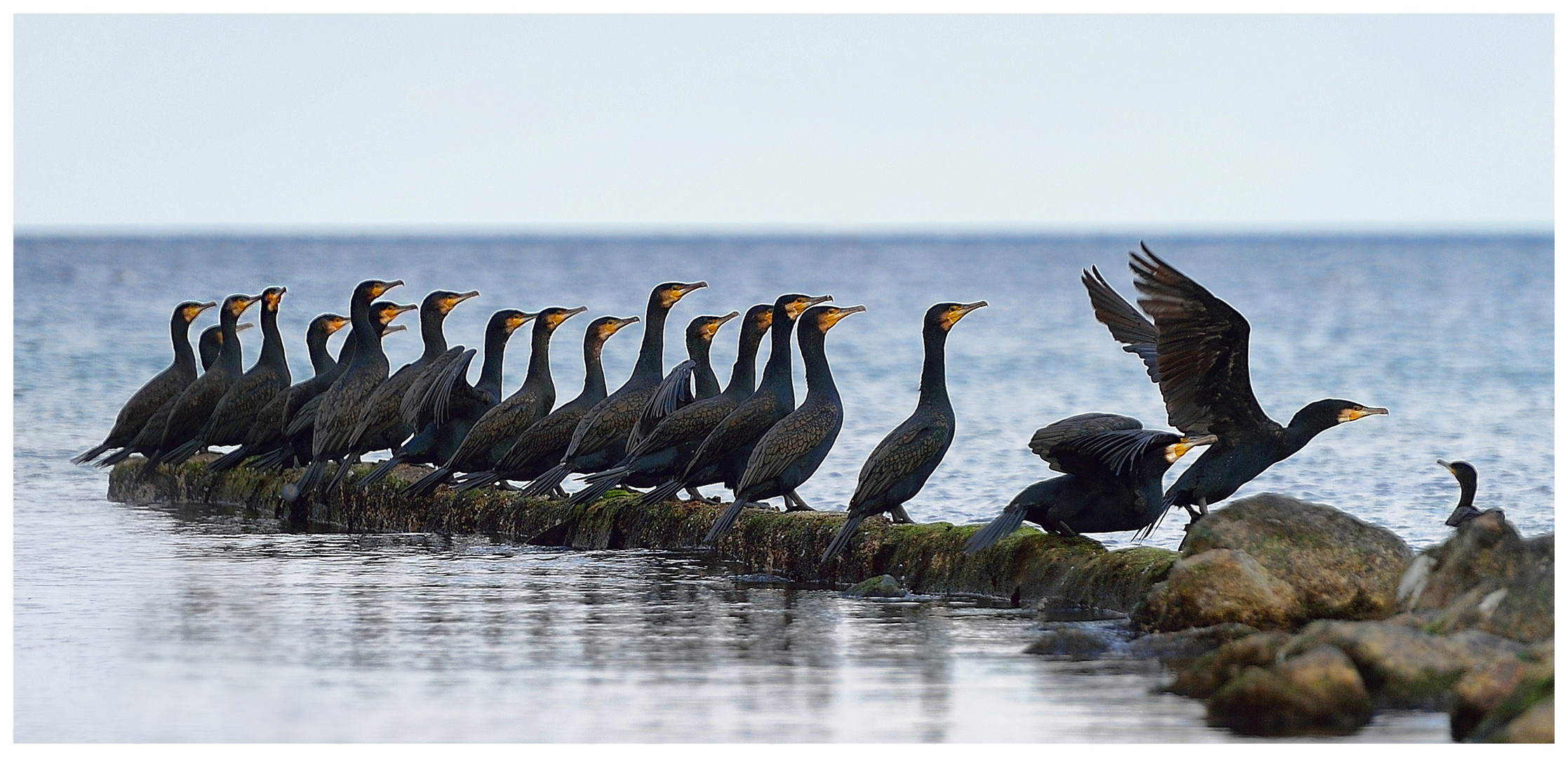 CORMORANT ISLAND Foto & Bild world, hamburg, ostsee Bilder auf