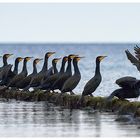 CORMORANT ISLAND