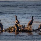 ... cormorant island ...