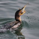 Cormorant Lunch