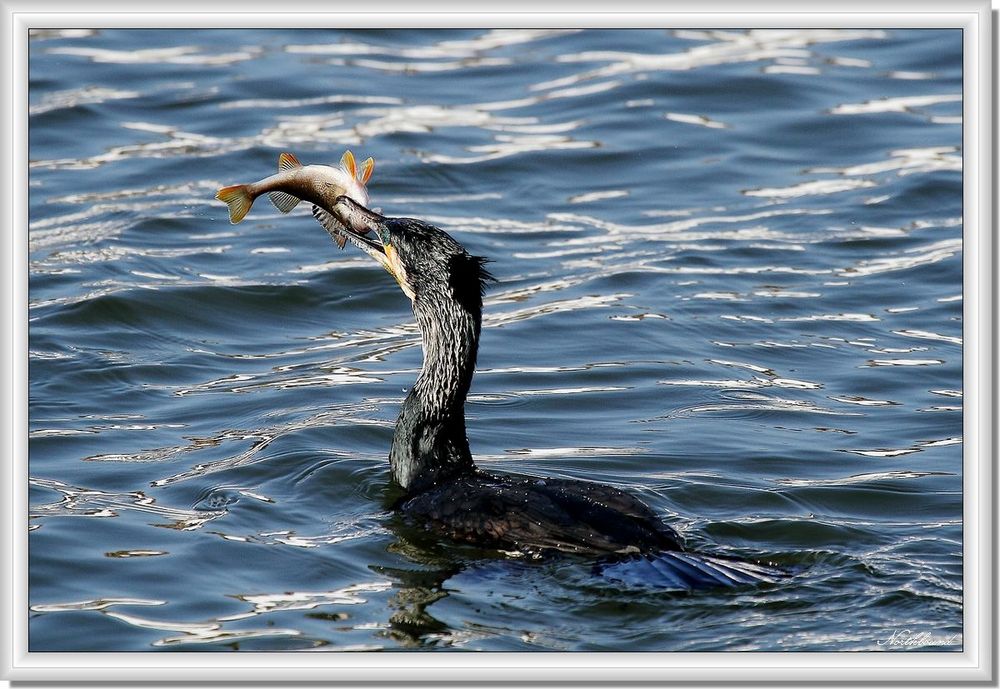 Cormorant mealtime