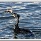 Cormorant mealtime