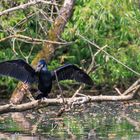 Cormorant (Phalacrocorax carbo) 