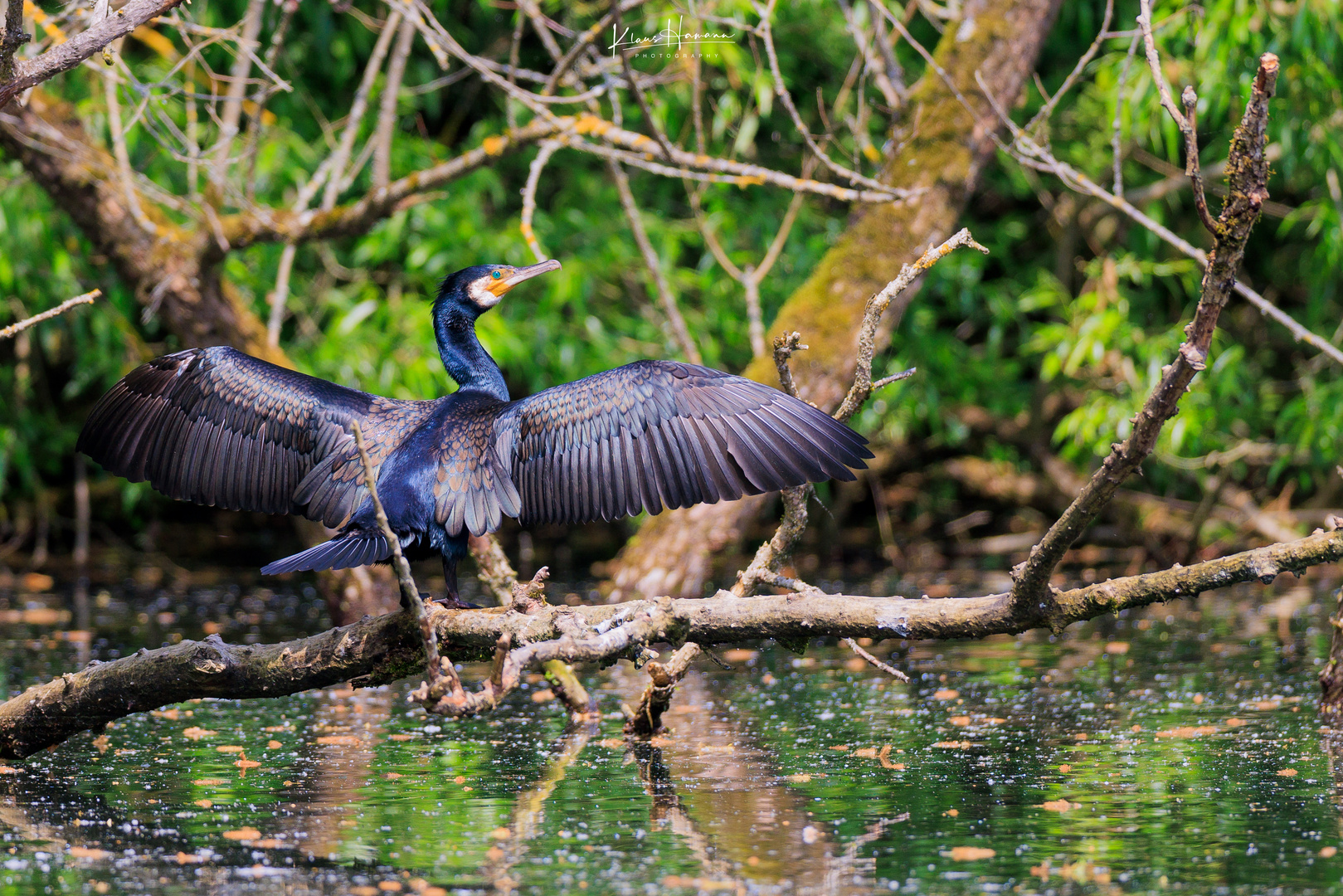 Cormorant (Phalacrocorax carbo)