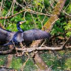 Cormorant (Phalacrocorax carbo)