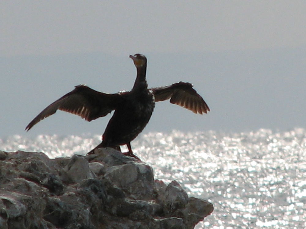 Cormorant (phalacrocorax carbo) drying its wings atop of ancient Potidea's castle