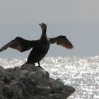 Cormorant (phalacrocorax carbo) drying its wings atop of ancient Potidea's castle