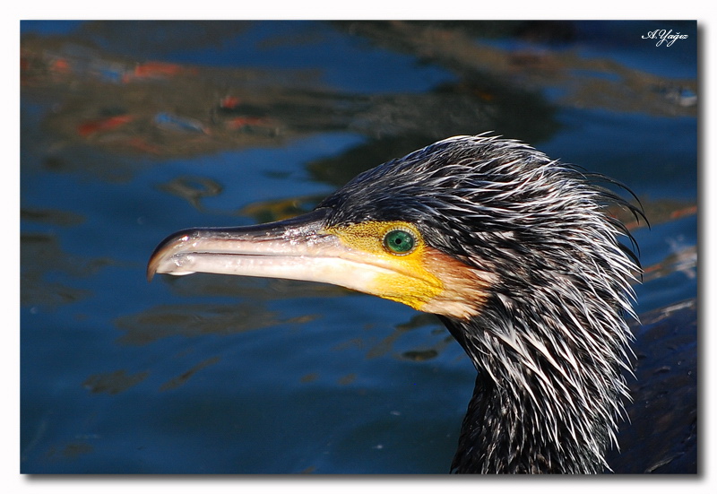 cormorant portrait