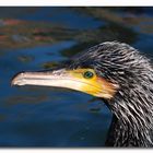 cormorant portrait