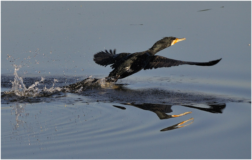 cormorant start