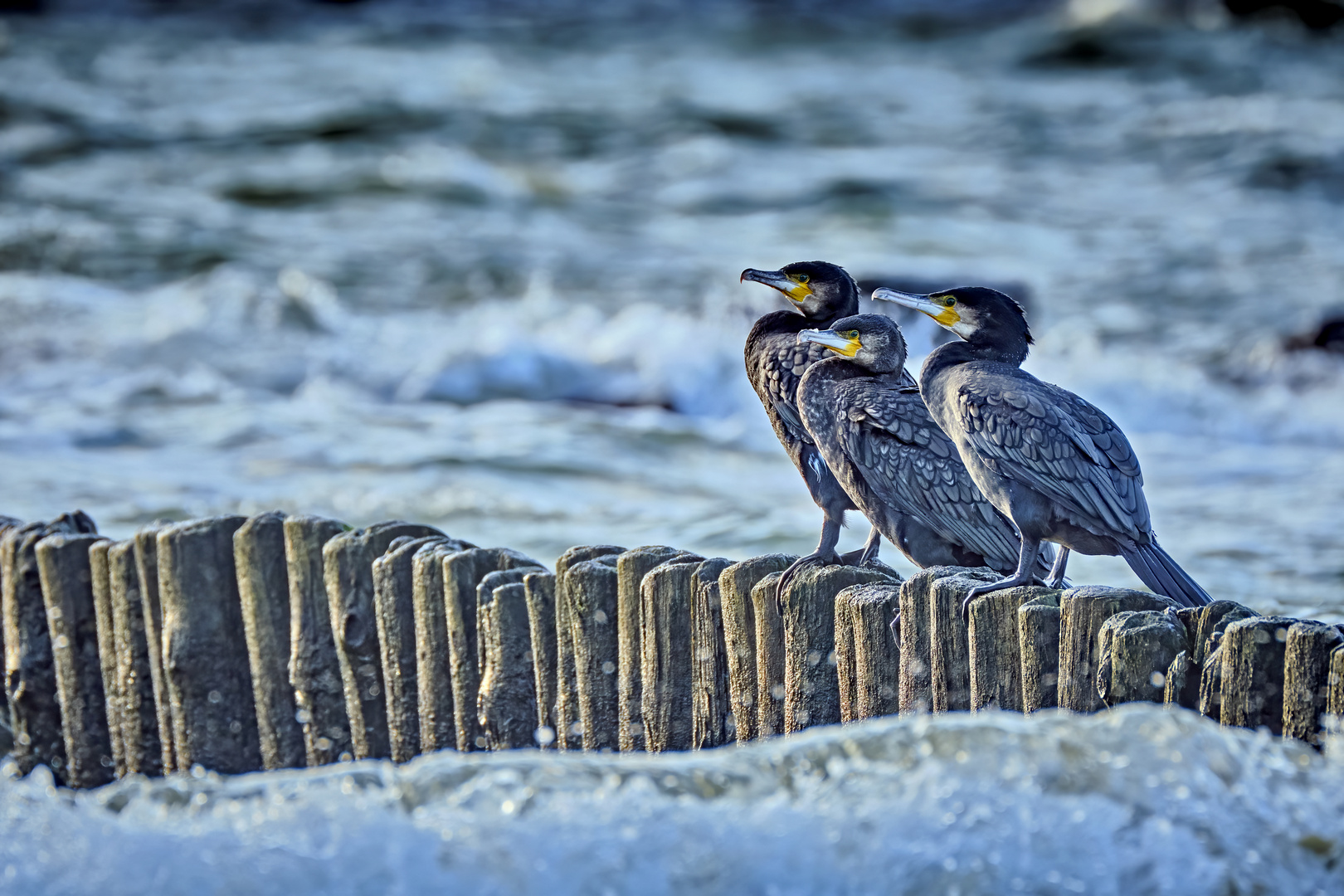 cormorants