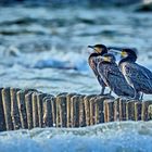 cormorants