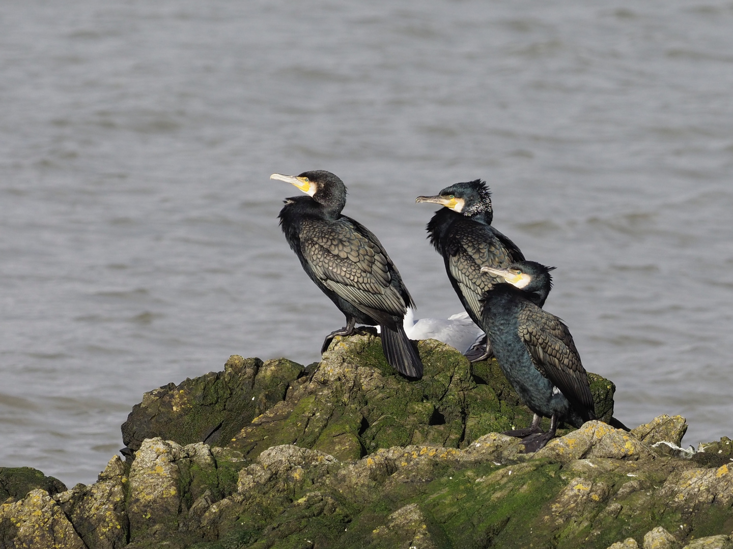 Cormorants 