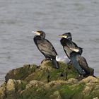 Cormorants 