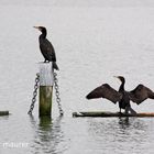 Cormorants