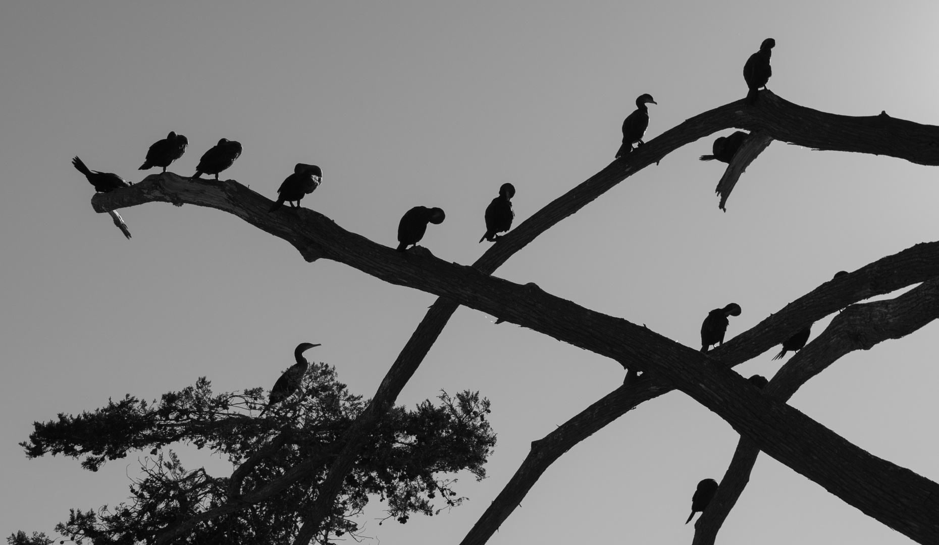 Cormorants on Holiday