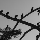 Cormorants on Holiday