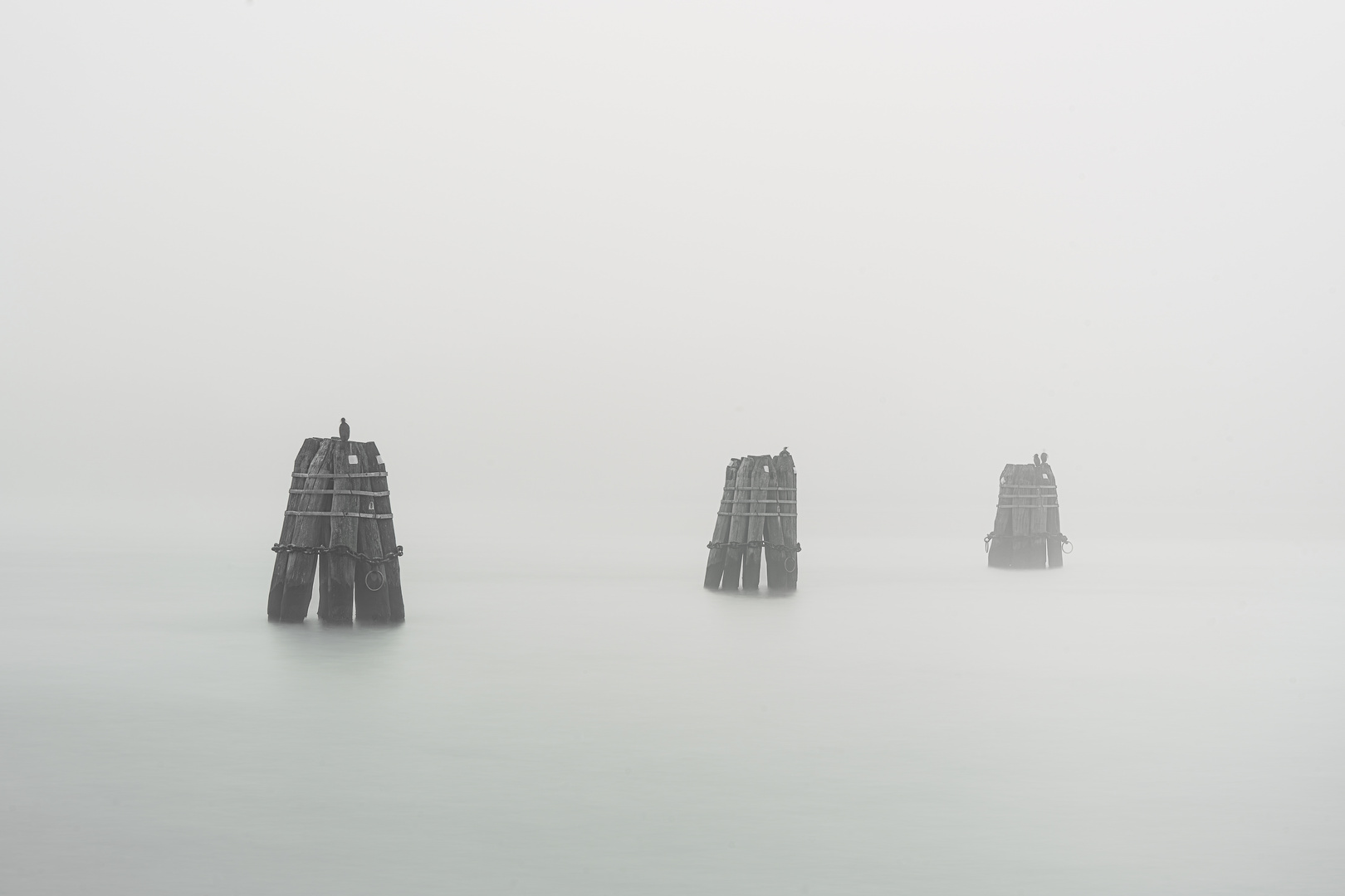 Cormorants Resting in the Fog