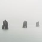 Cormorants Resting in the Fog