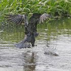 Cormorant's take off