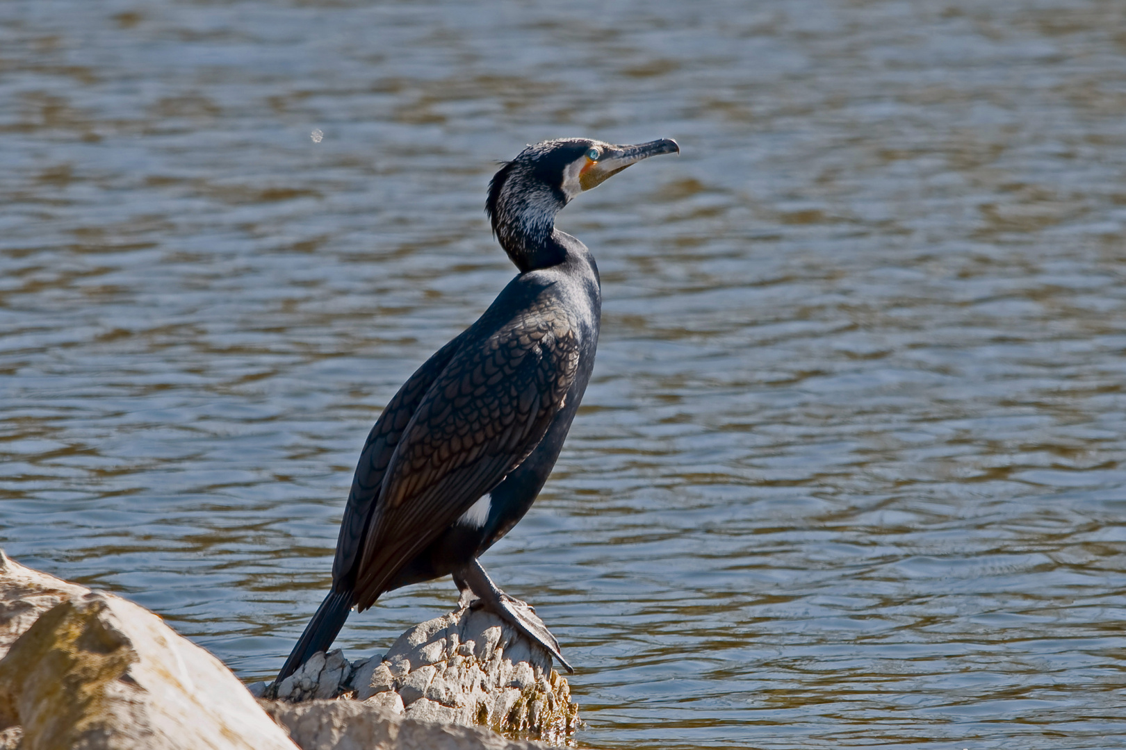 CORMORÁN