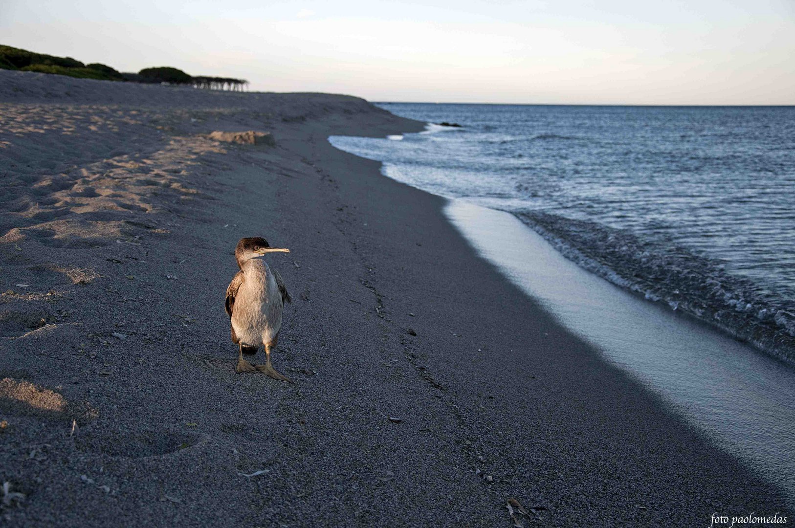 Cormy a passeggio