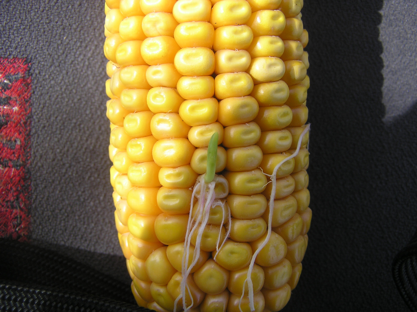 Corn