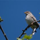 Corn bunting