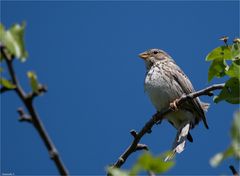 Corn bunting