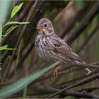 Corn bunting