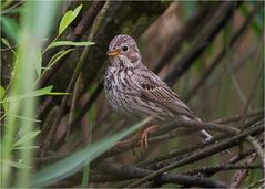 Corn bunting