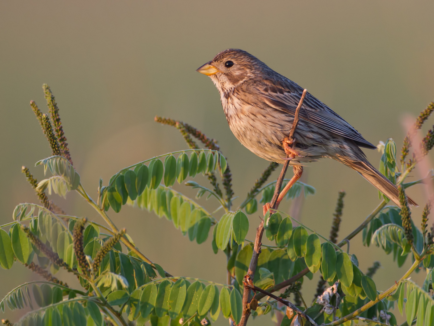 Corn Bunting