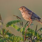 Corn Bunting