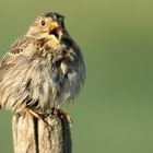 Corn Bunting