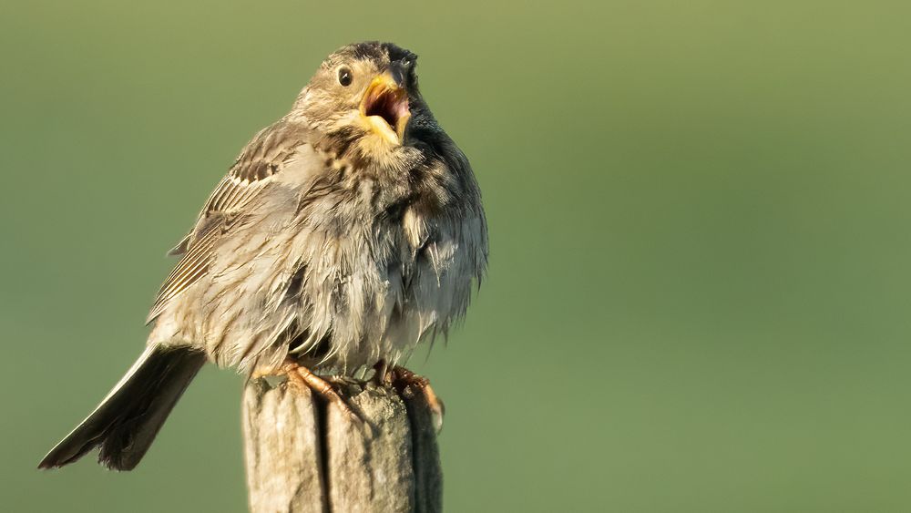 Corn Bunting