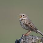 Corn bunting