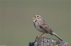 Corn bunting