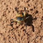 corn cricket