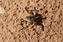 corn cricket