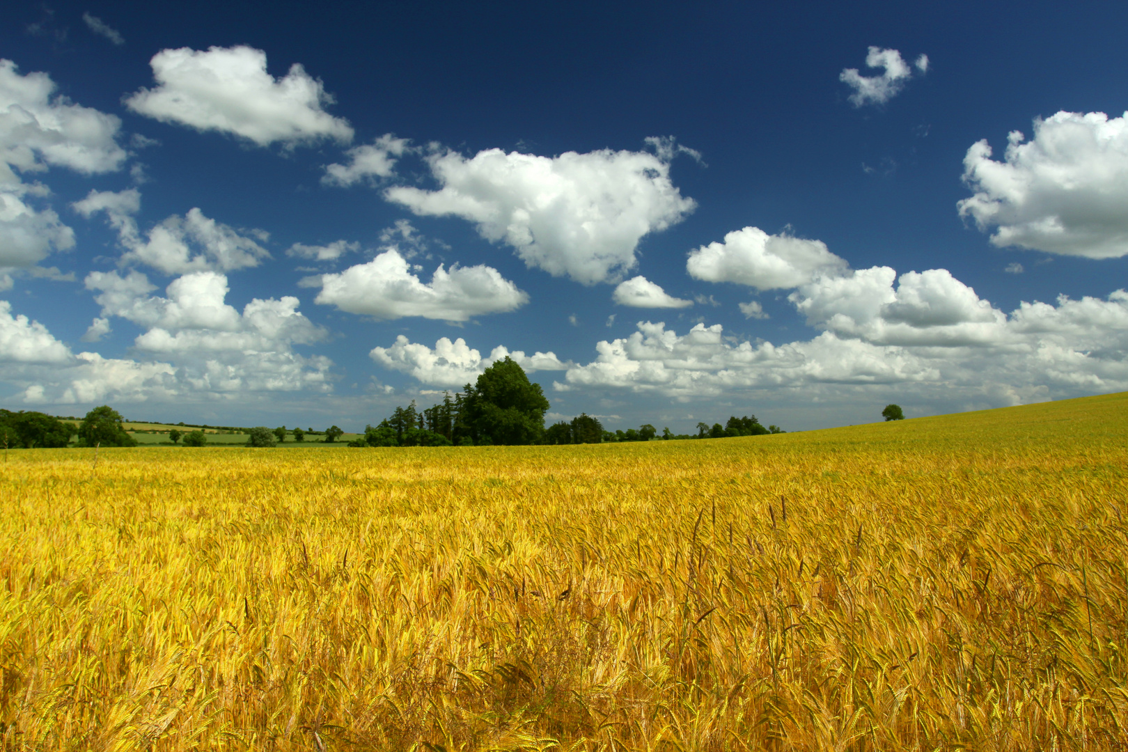 Corn Field