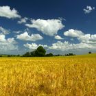 Corn Field